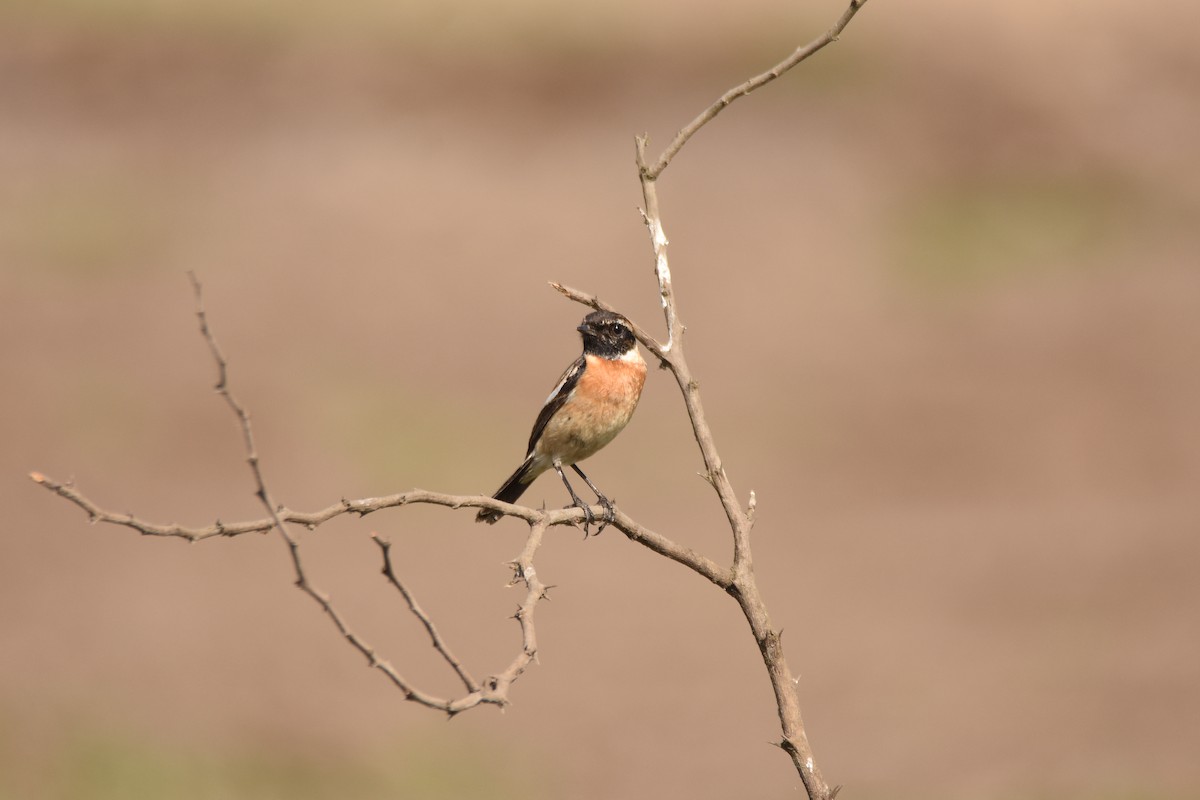 Siberian Stonechat (Siberian) - ML632252312