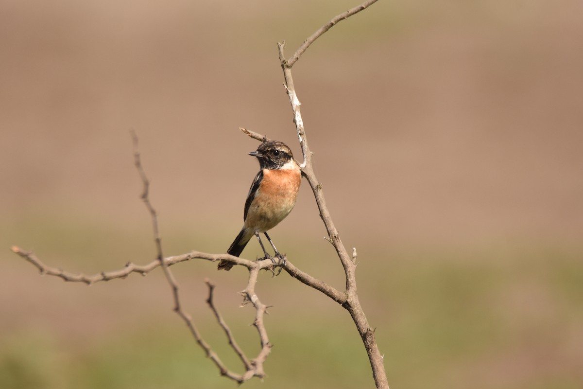 Siberian Stonechat (Siberian) - ML632252313