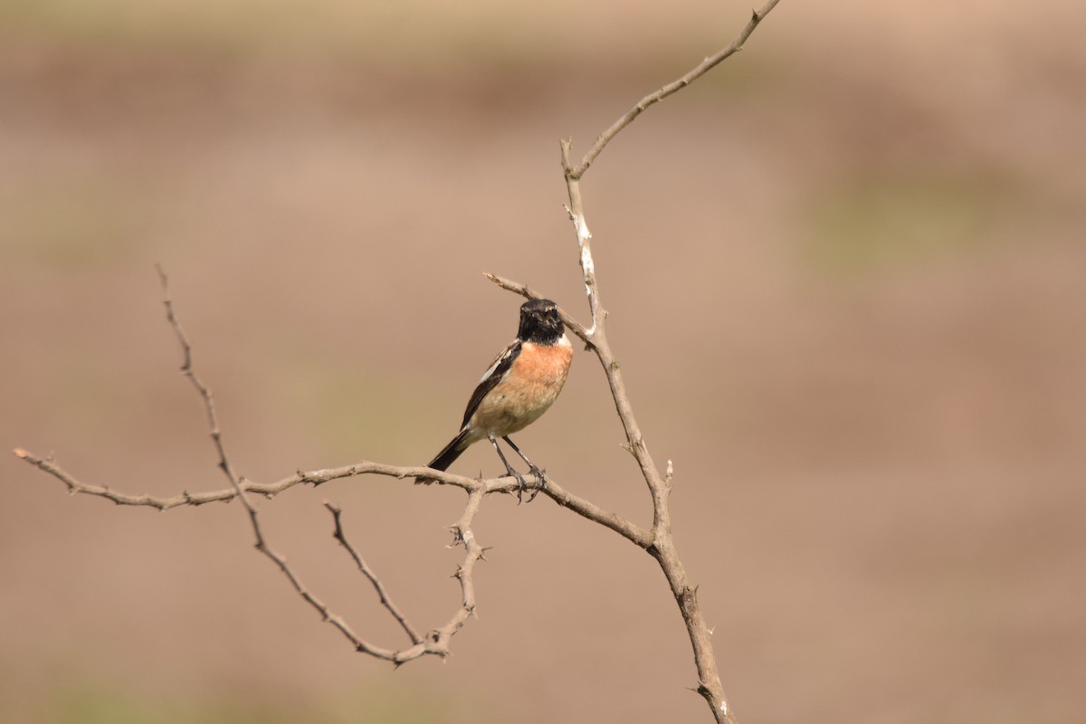 Siberian Stonechat (Siberian) - ML632252314