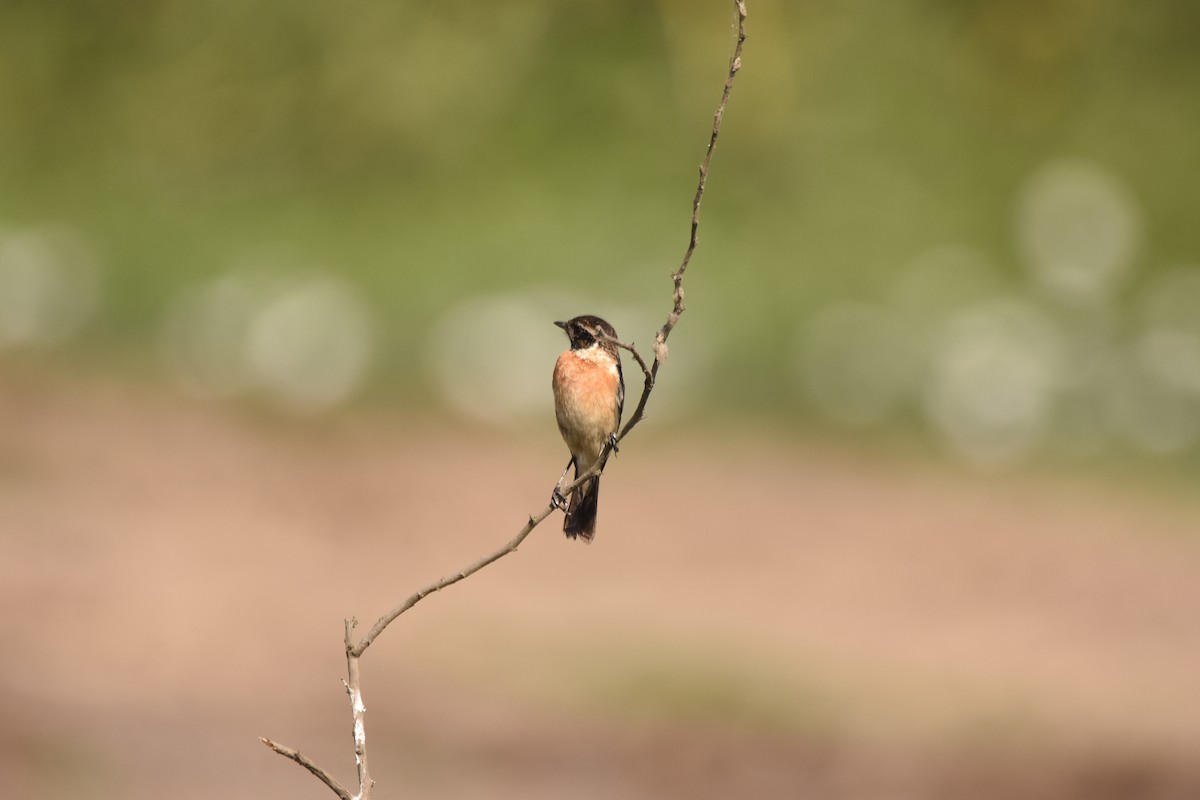 Siberian Stonechat (Siberian) - ML632252315