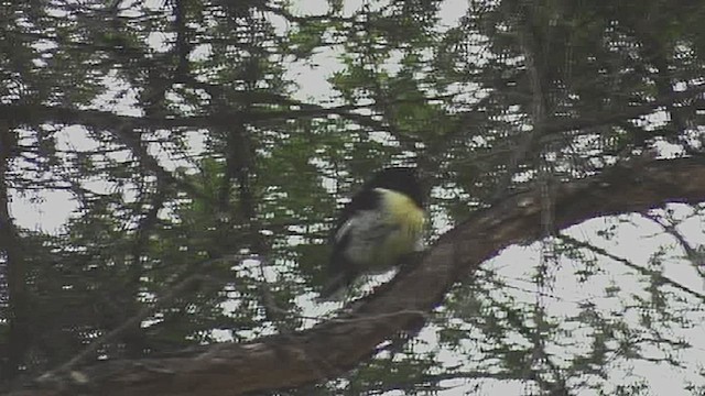 Tomtit (New Zealand) - ML632252433