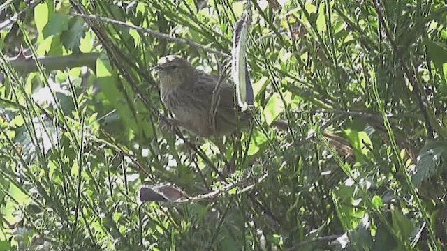 New Zealand Fernbird - ML632252441