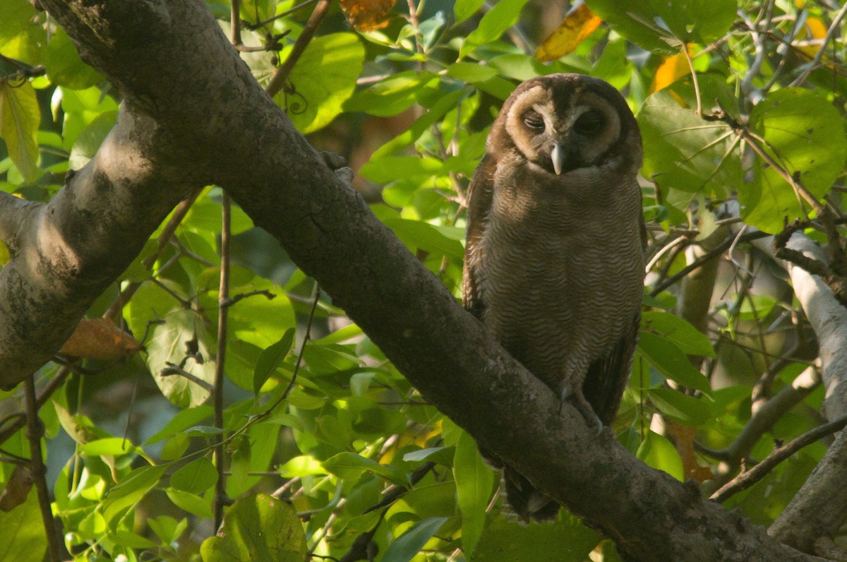 Brown Wood-Owl - ML632252514