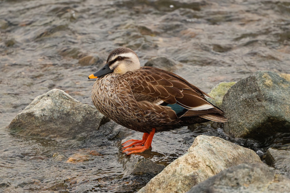 Eastern Spot-billed Duck - ML632252623