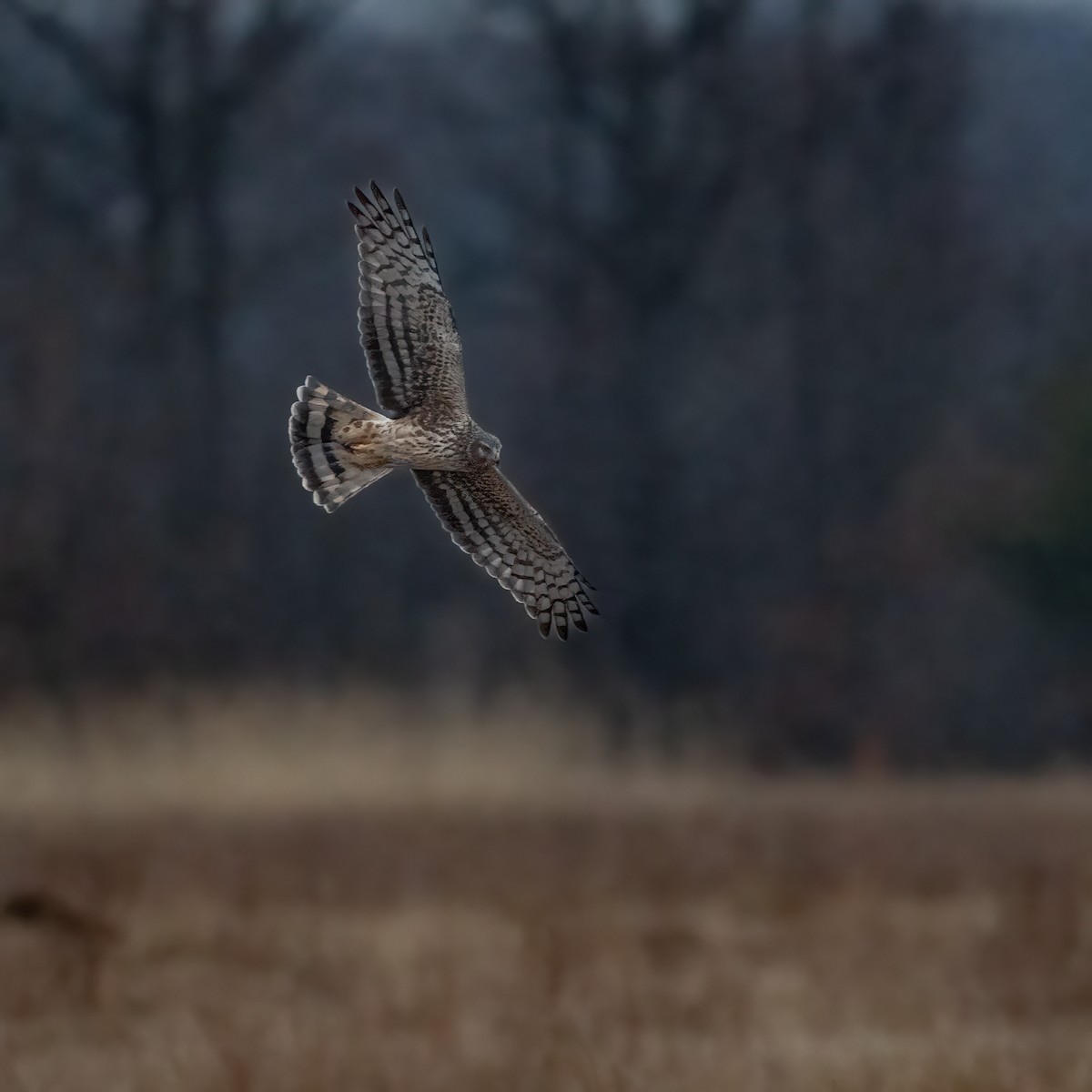 Northern Harrier - ML632252672