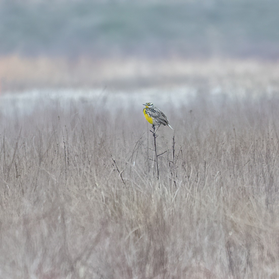 Eastern Meadowlark - ML632252696