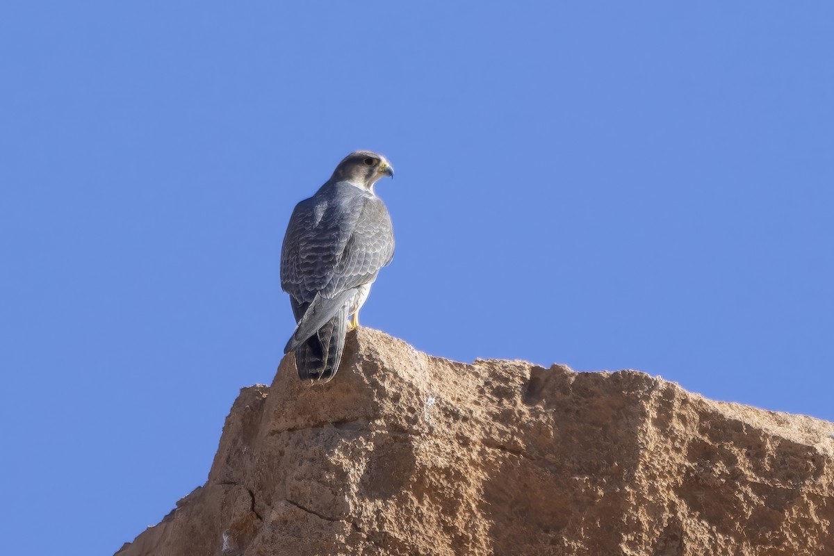 Lanner Falcon - ML632252774