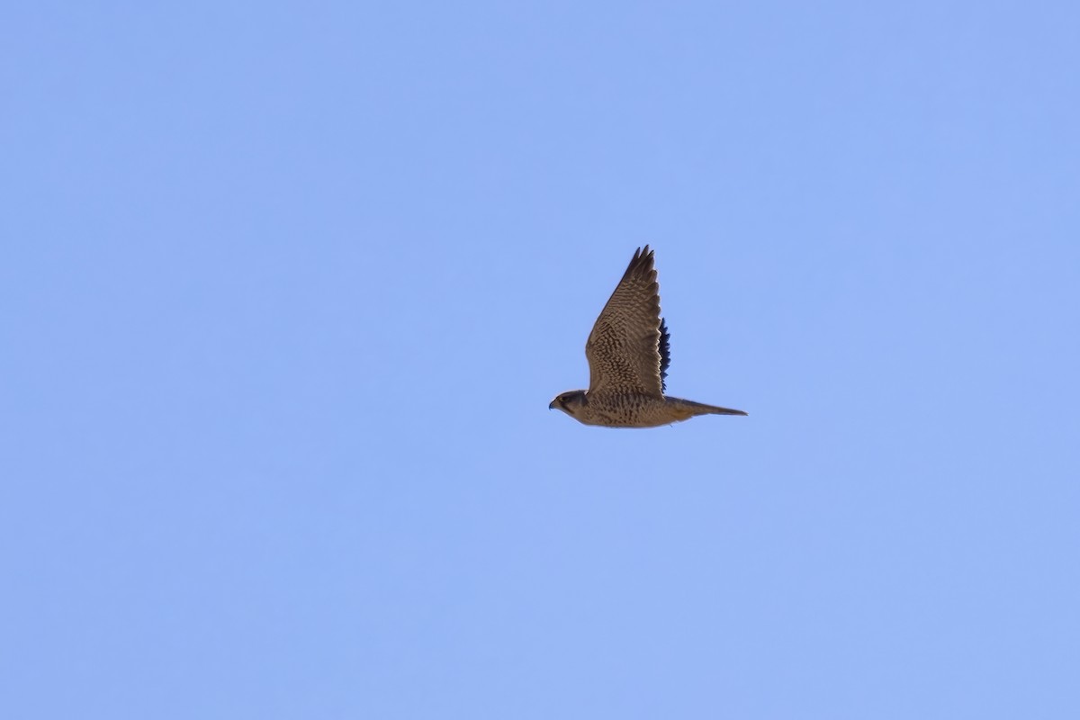 Lanner Falcon - ML632252775