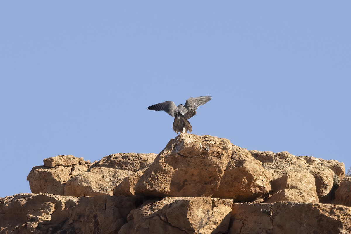 Lanner Falcon - ML632252780
