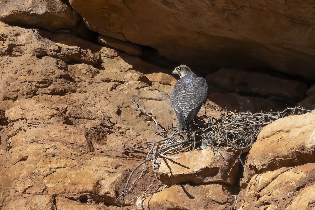 Lanner Falcon - ML632252782