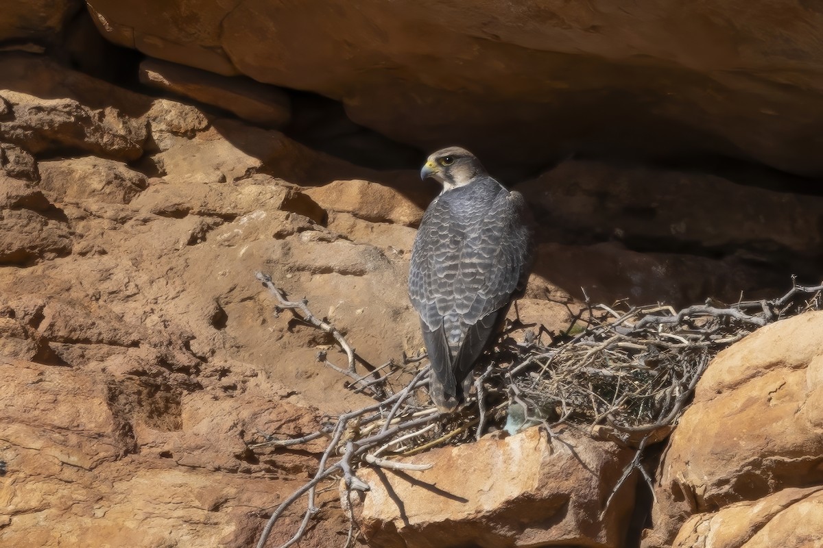 Lanner Falcon - ML632252783
