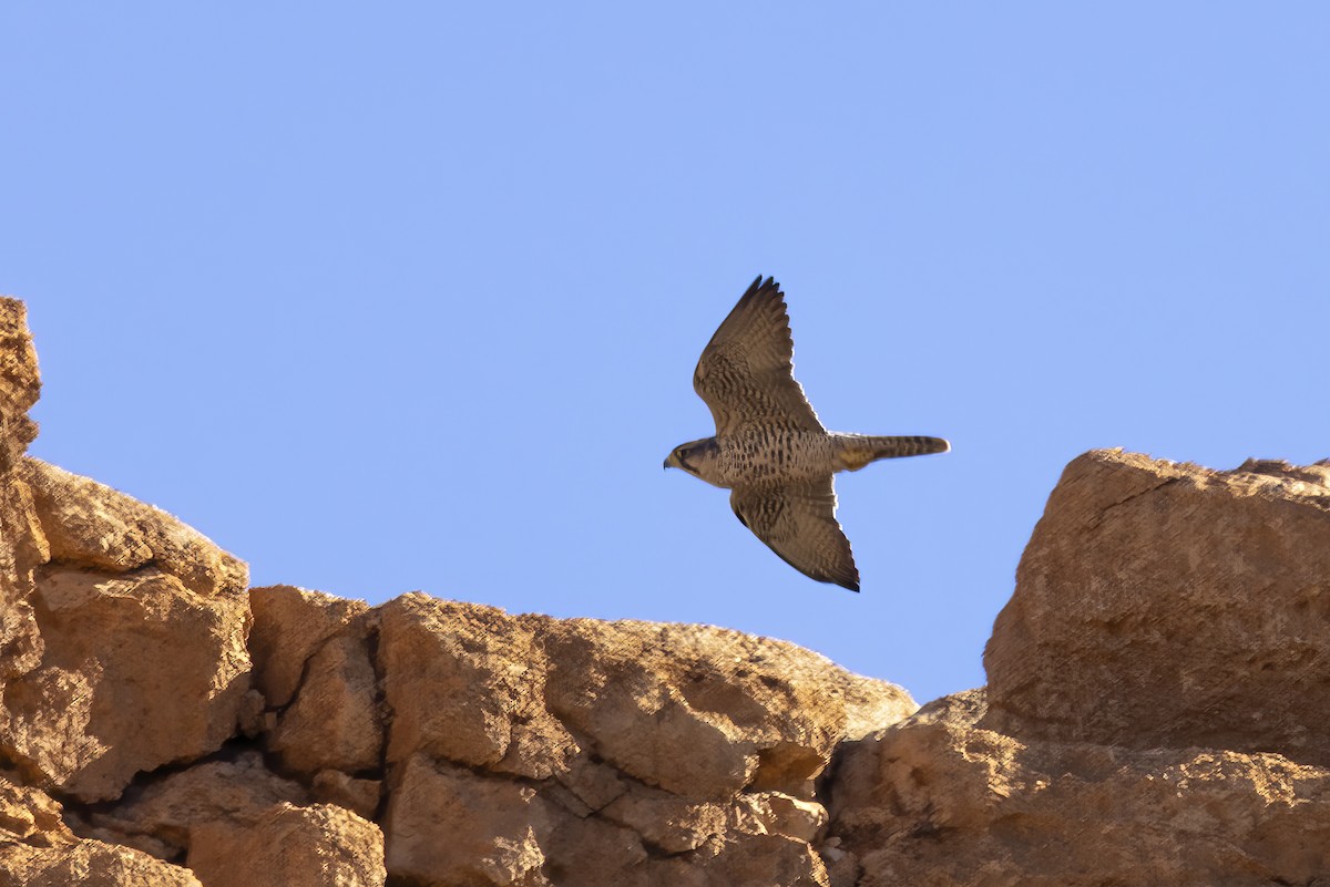 Lanner Falcon - ML632252785