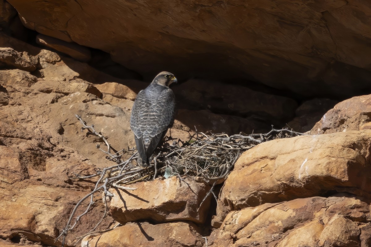 Lanner Falcon - ML632252786