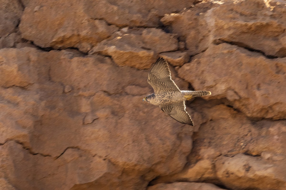 Lanner Falcon - ML632252788
