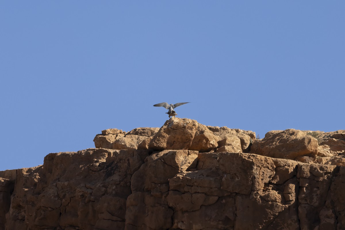 Lanner Falcon - ML632252789