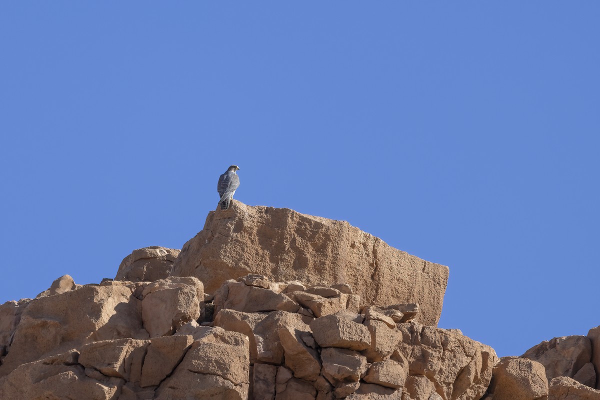 Lanner Falcon - ML632252790