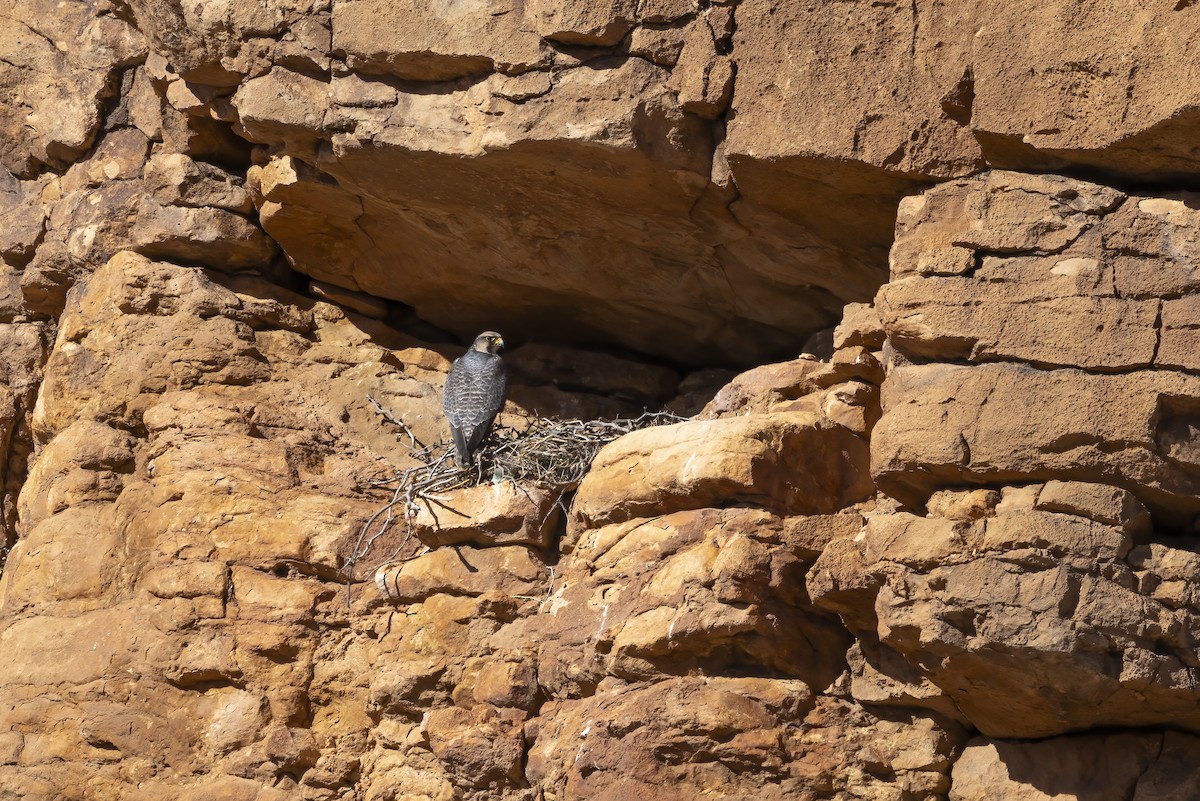 Lanner Falcon - ML632252792