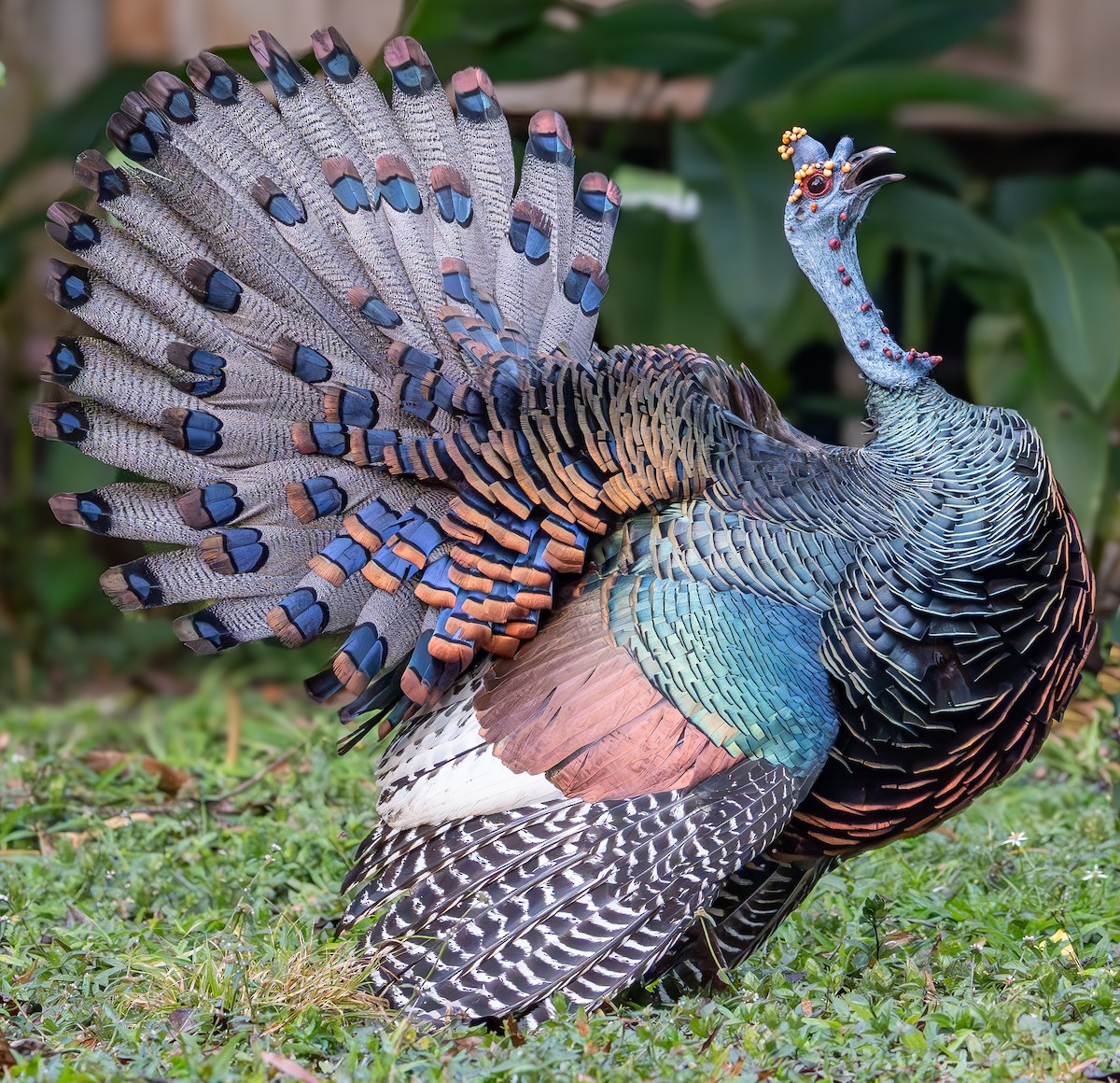 Ocellated Turkey - ML632252858