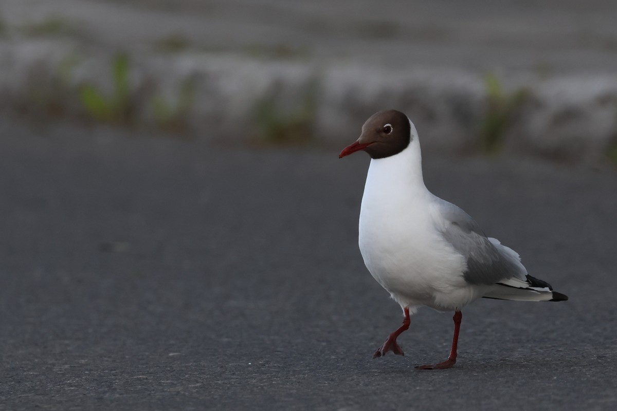 ユリカモメ - ML632252965