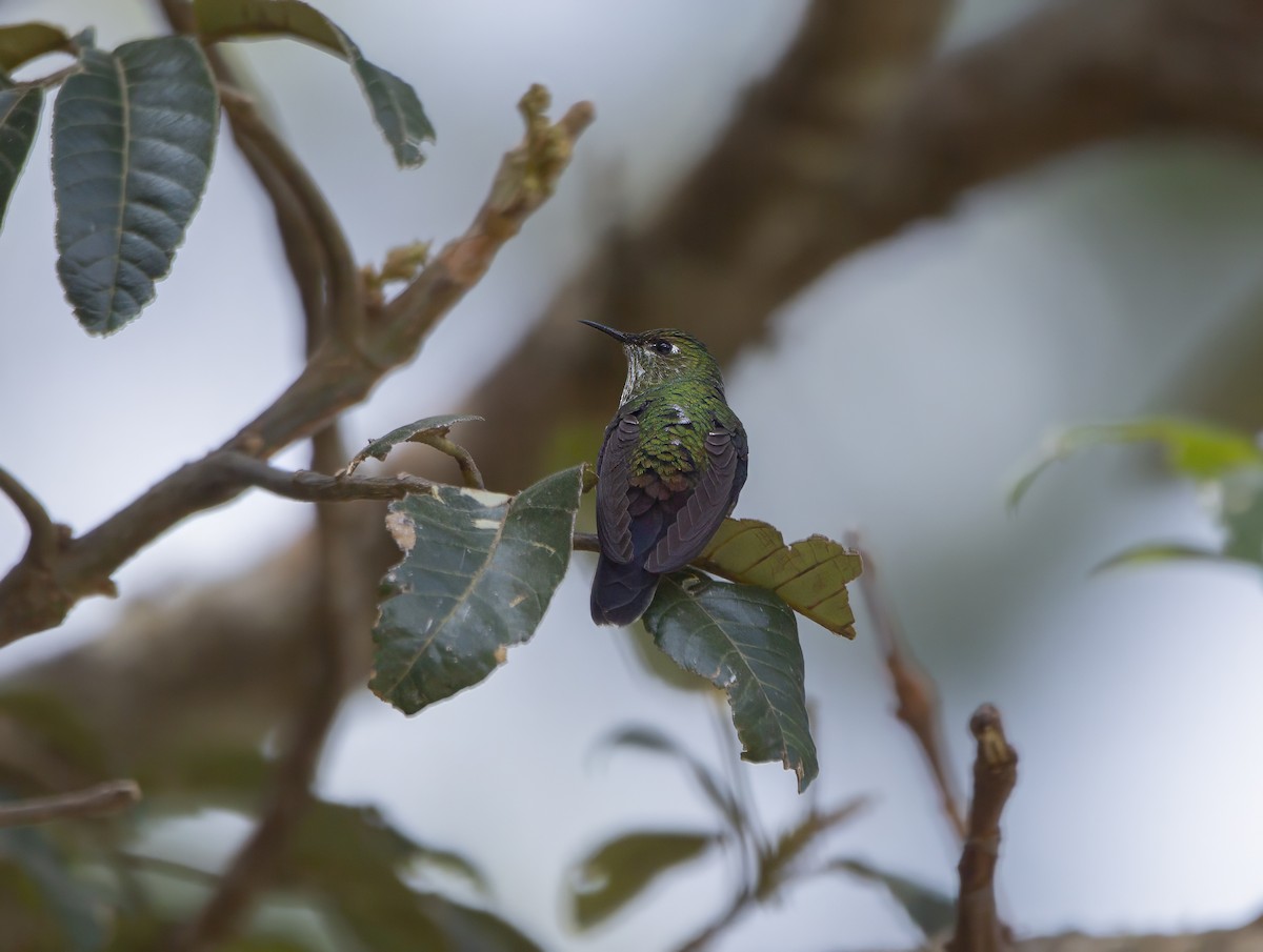 Black-backed Thornbill - ML632252991