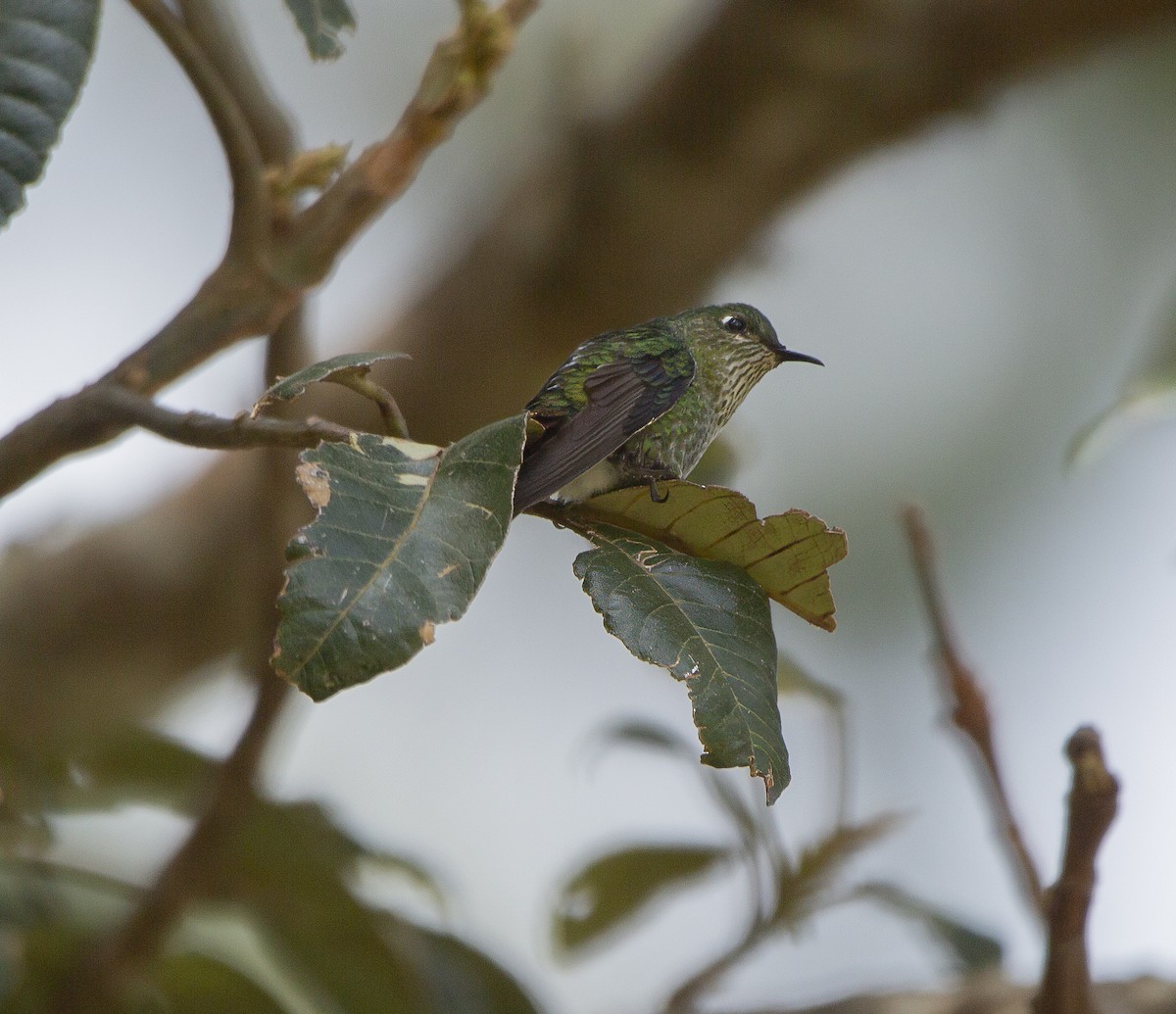 Black-backed Thornbill - ML632252992