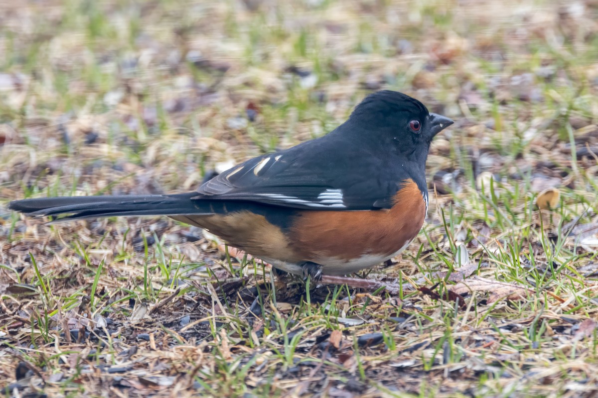 Eastern Towhee - ML632253013