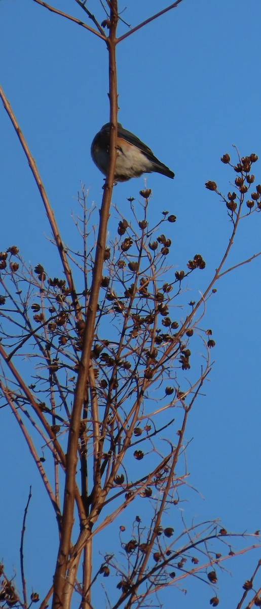 Eastern Bluebird - ML632253159