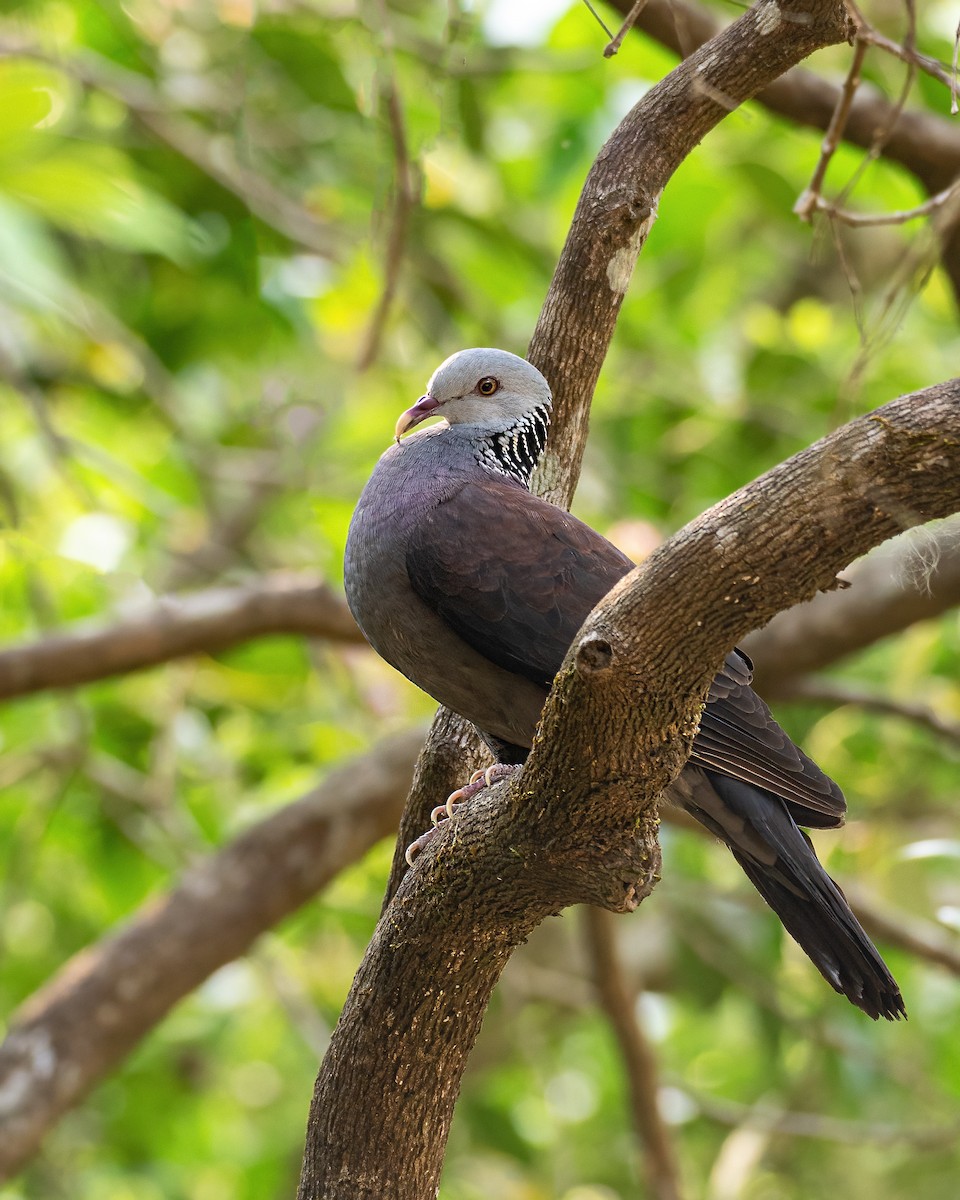 Nilgiri Wood-Pigeon - ML632253256