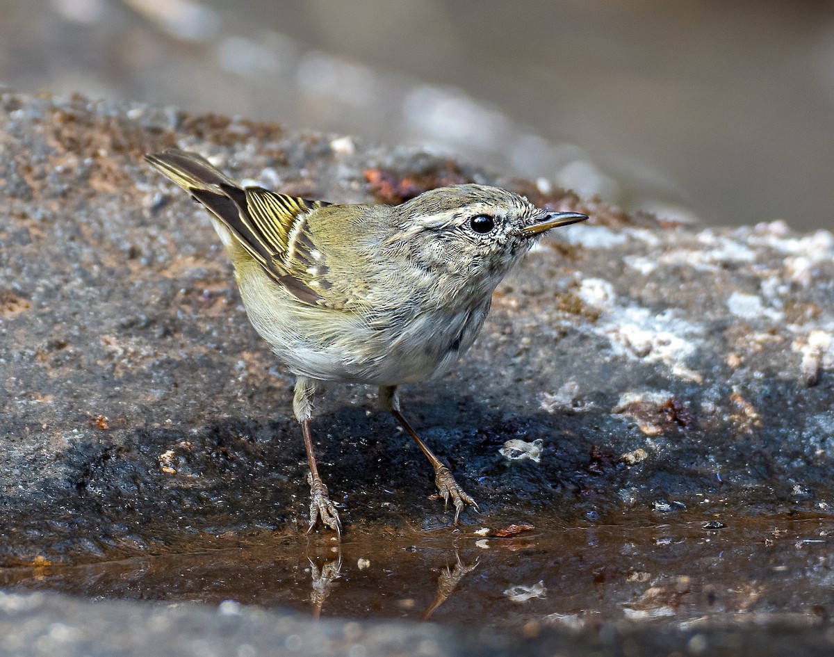 Yellow-browed Warbler - ML632253260