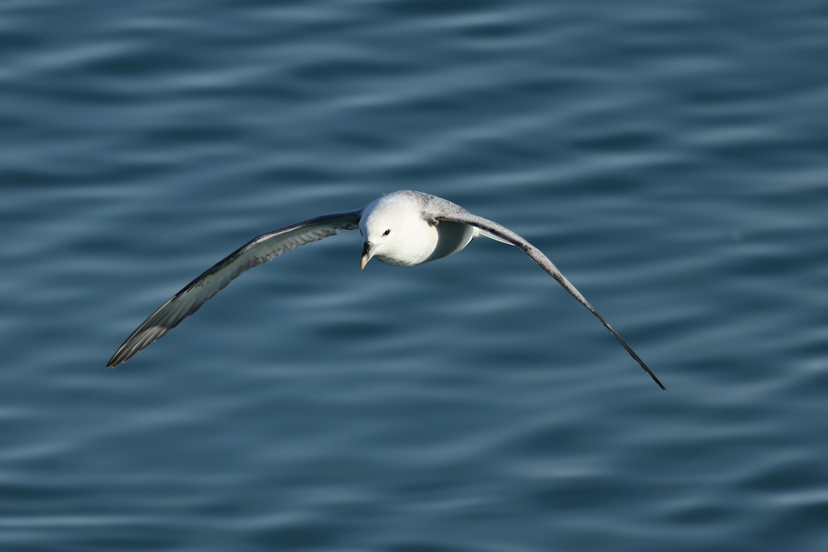 Northern Fulmar - ML632253286