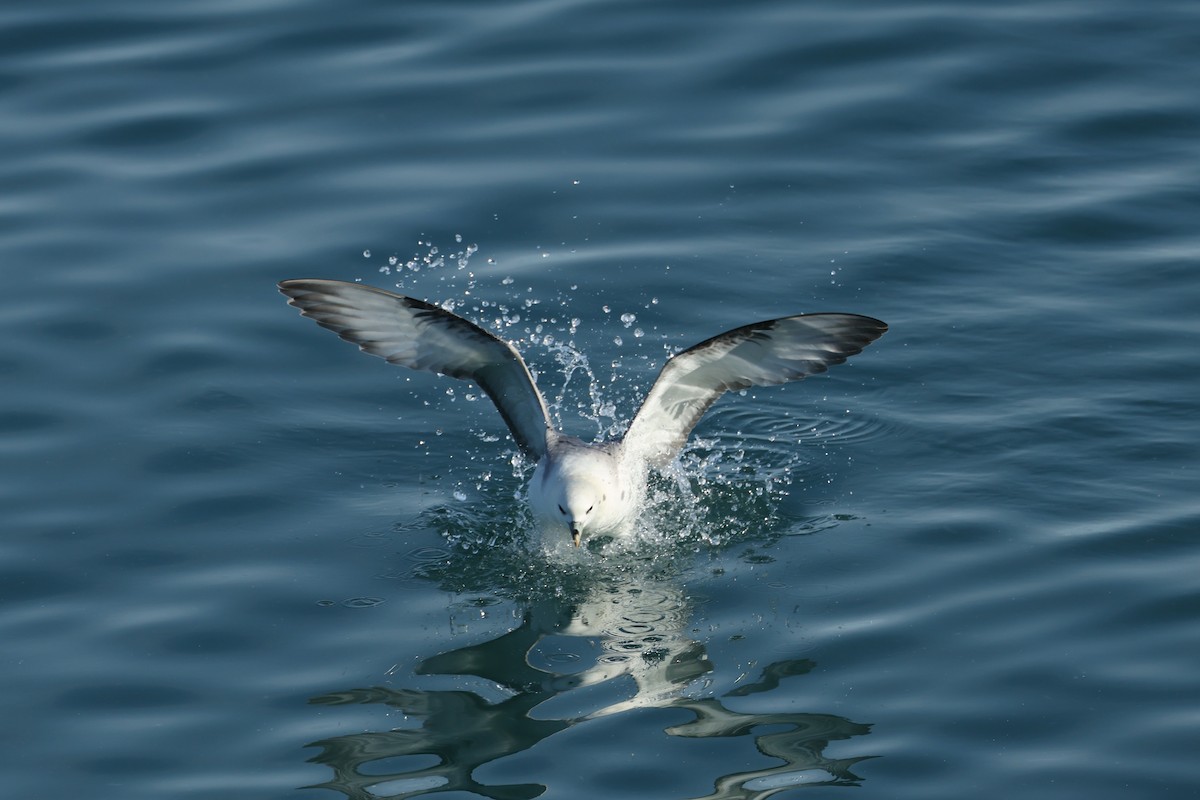Northern Fulmar - ML632253287