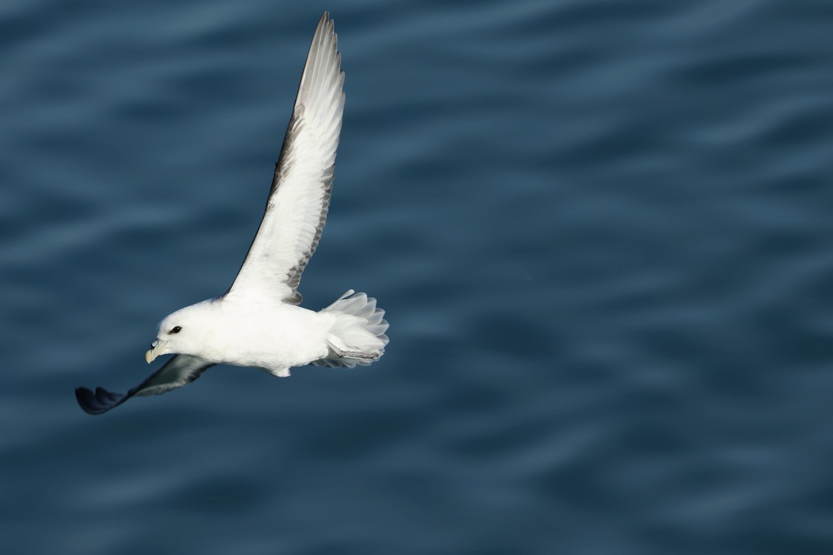 Northern Fulmar - ML632253295