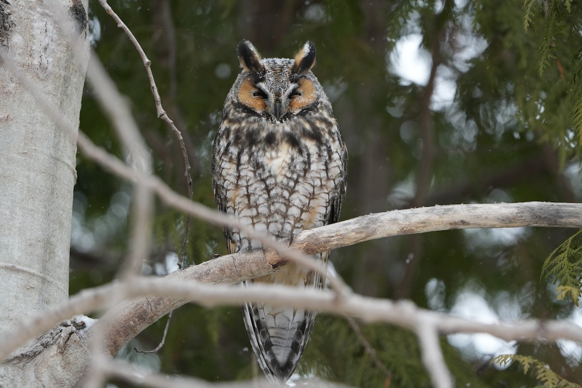 Long-eared Owl - ML632253346