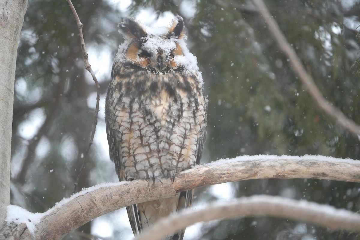 Long-eared Owl - ML632253377