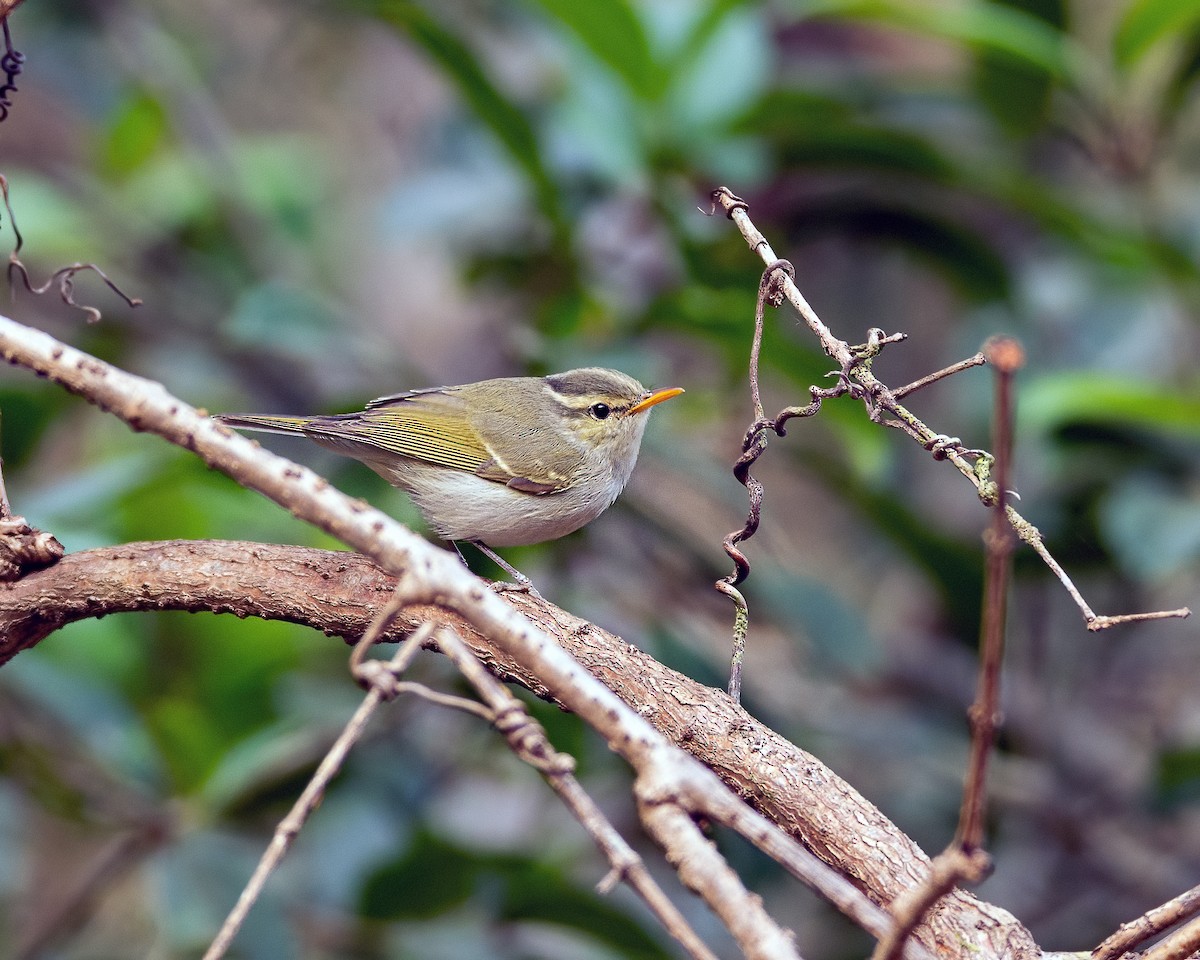 Western Crowned Warbler - ML632253401