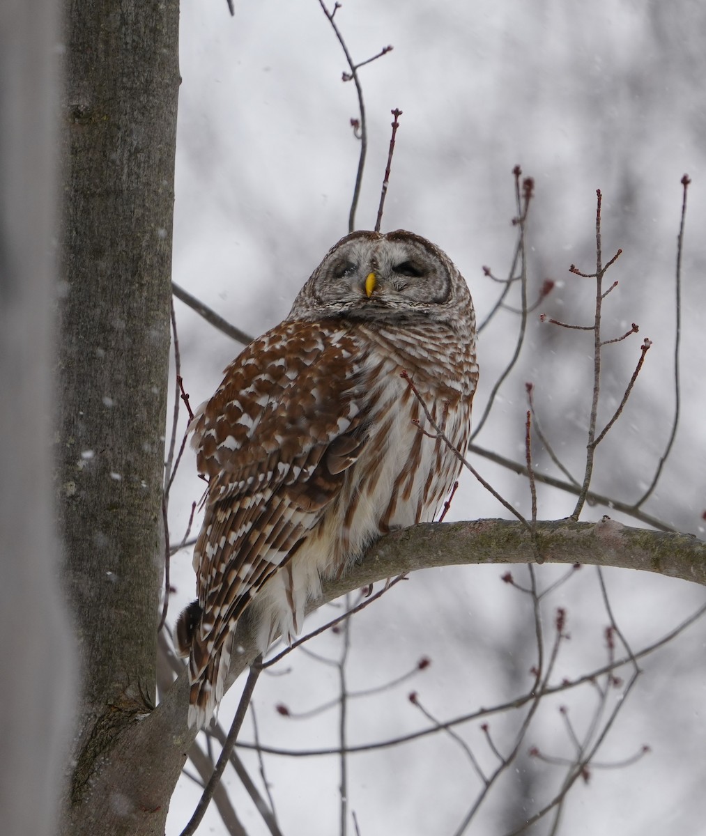 Barred Owl - ML632253491