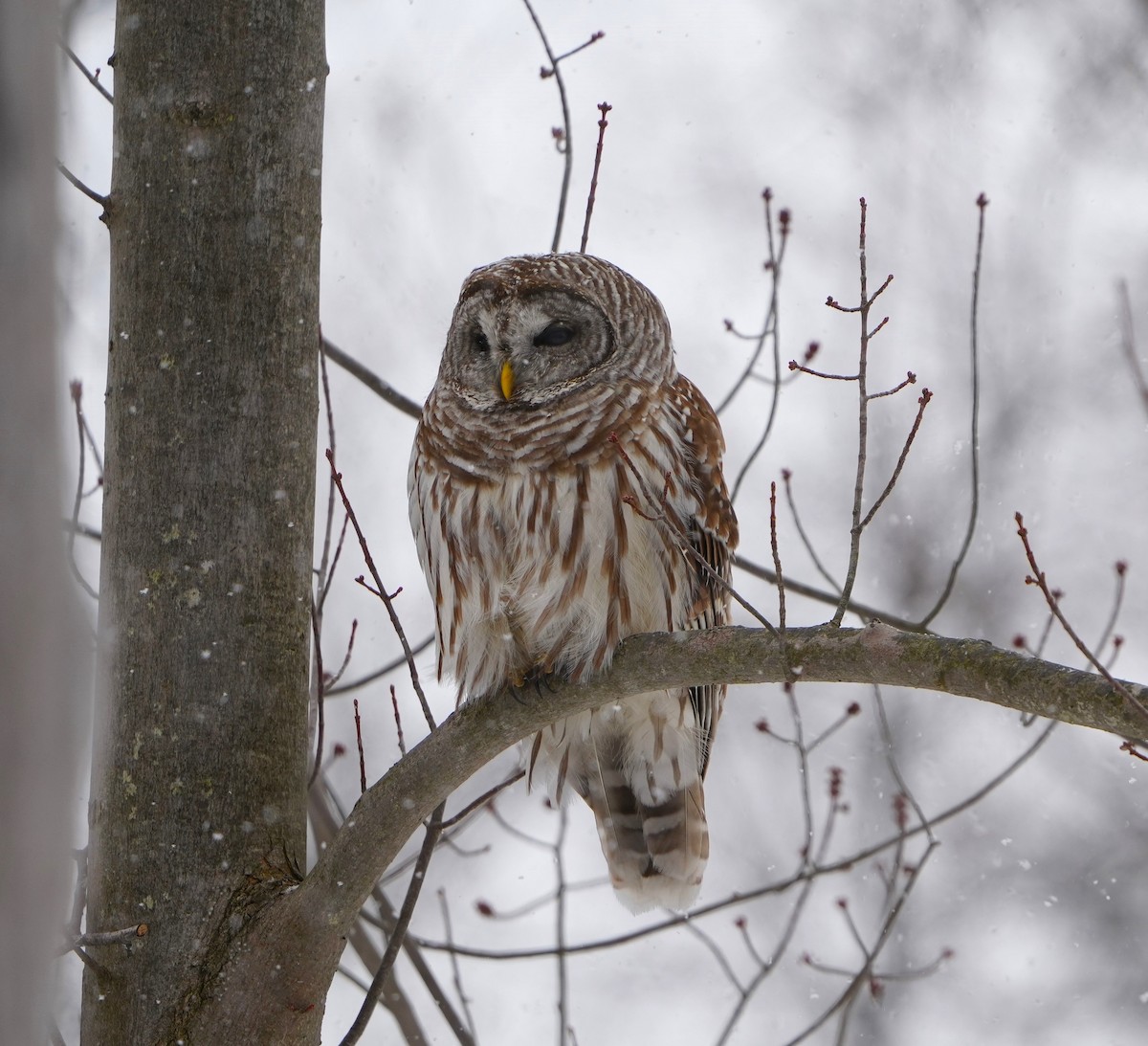 Barred Owl - ML632253492