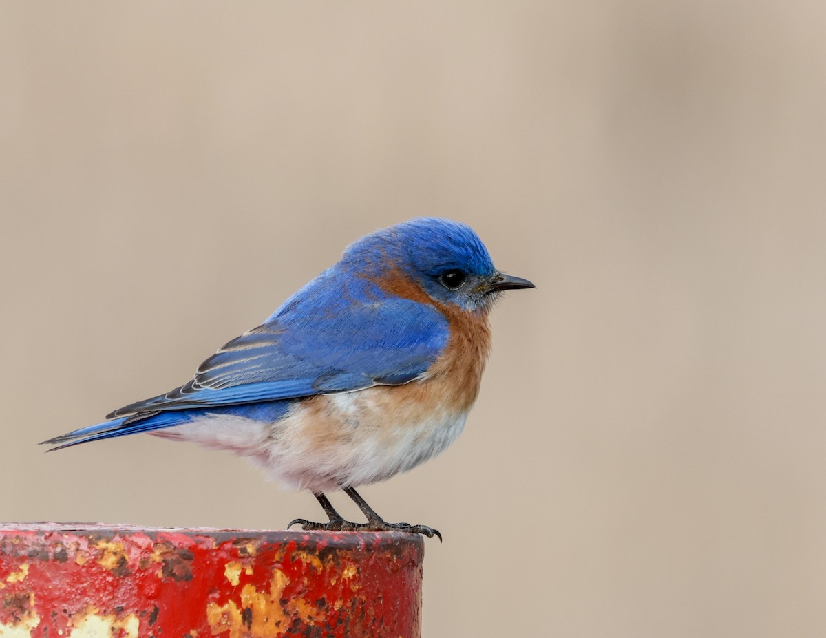 Eastern Bluebird - ML632253593