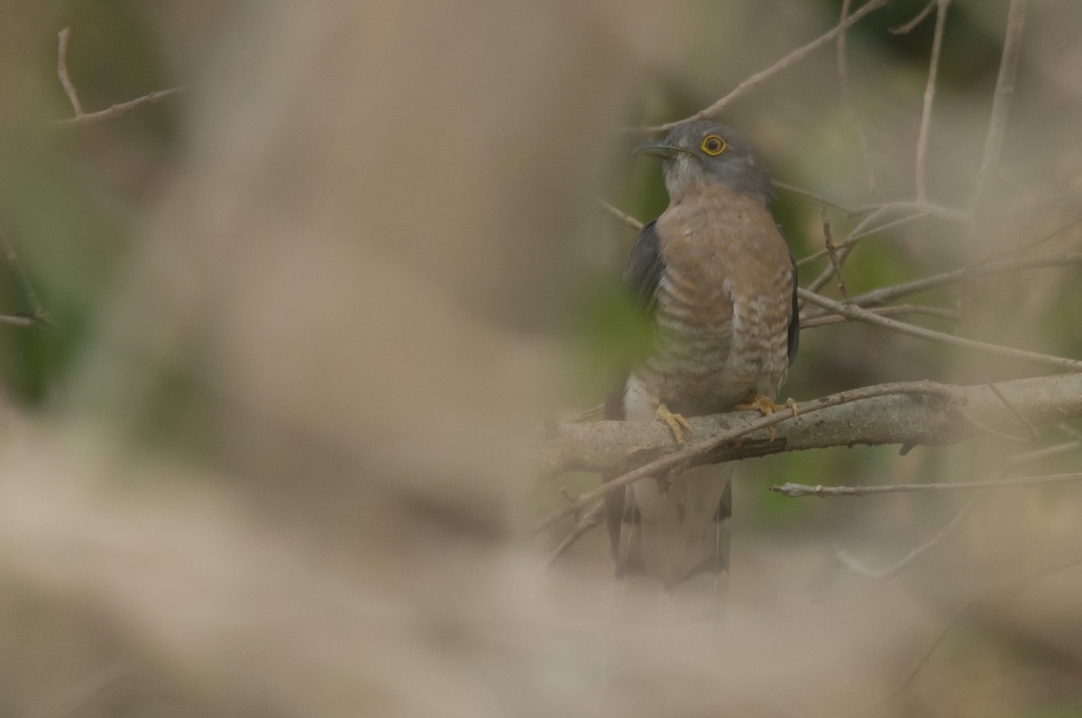 Common Hawk-Cuckoo - ML632253693