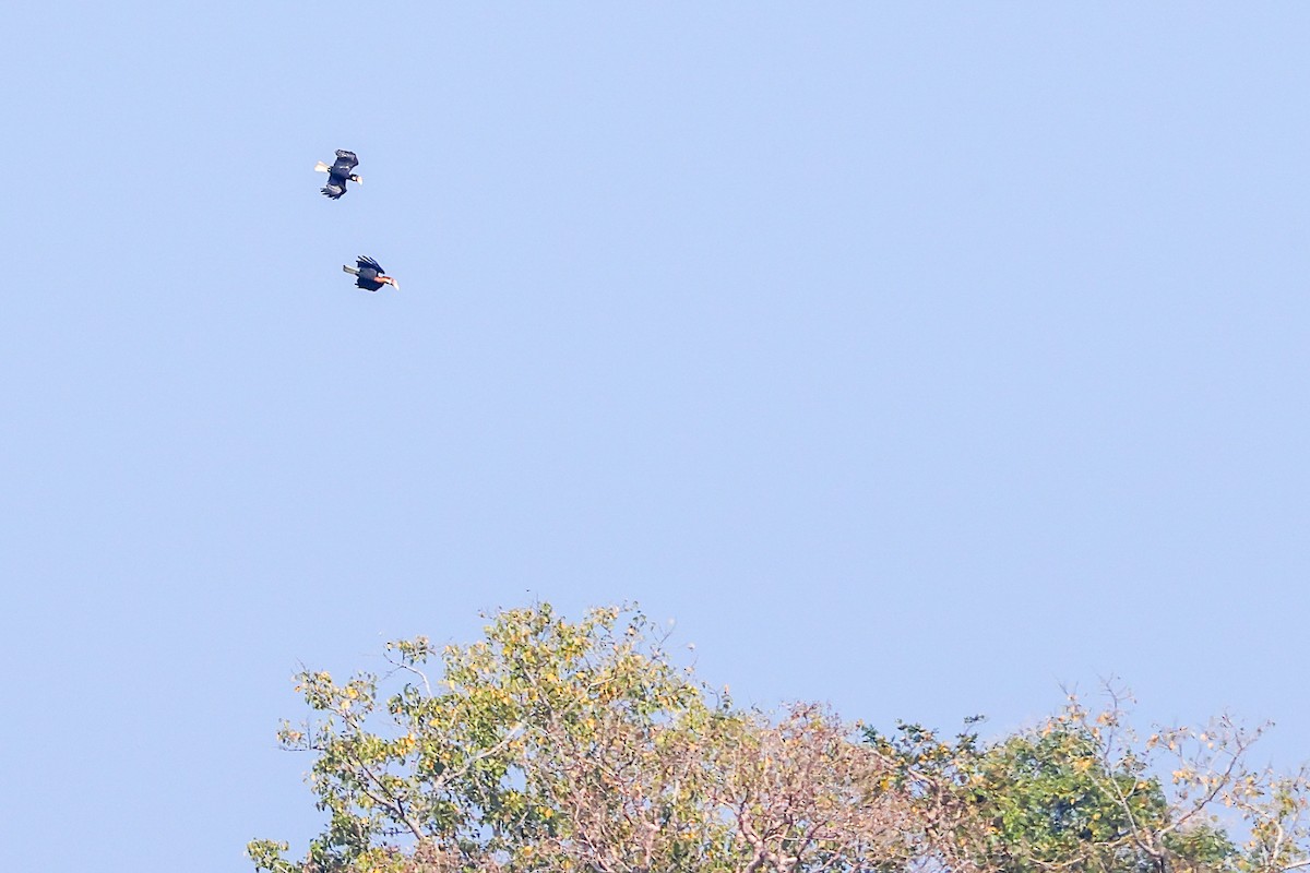 Narcondam Hornbill - ML632253731