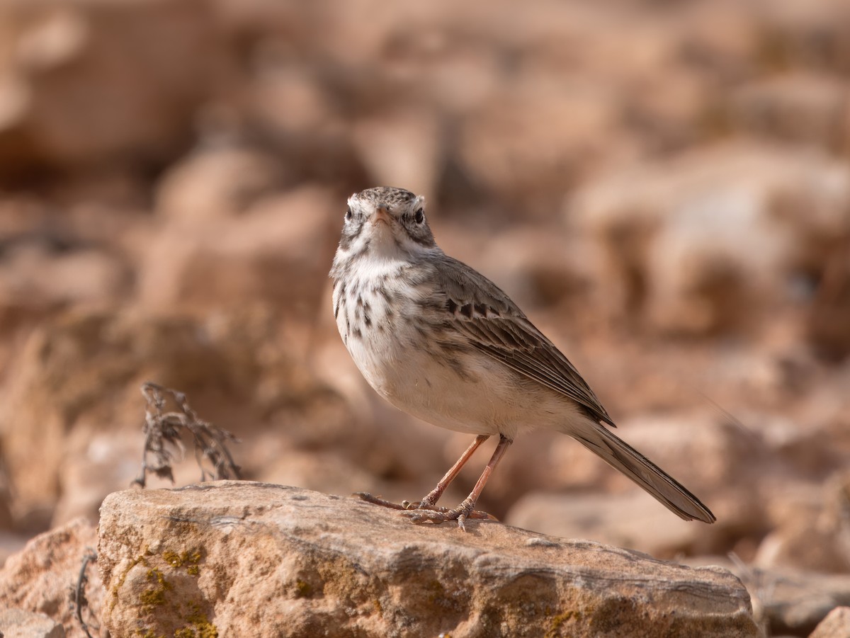 Berthelot's Pipit - ML632253802