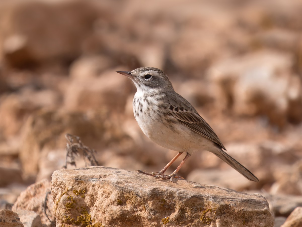 Berthelot's Pipit - ML632253803
