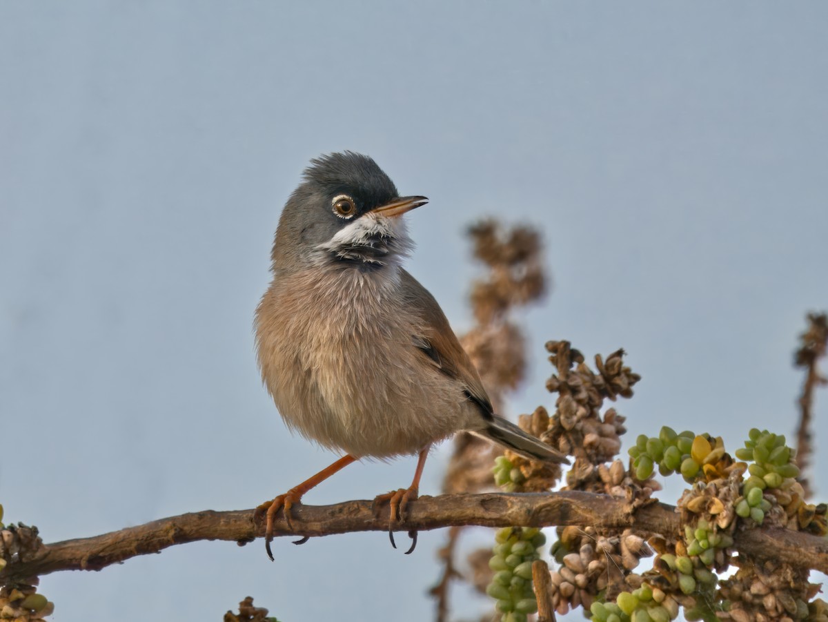 Spectacled Warbler - ML632253819