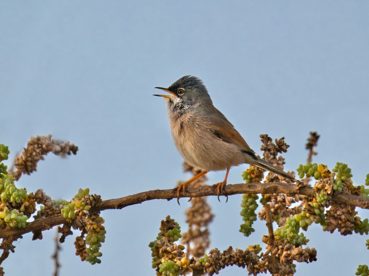 Spectacled Warbler - ML632253820