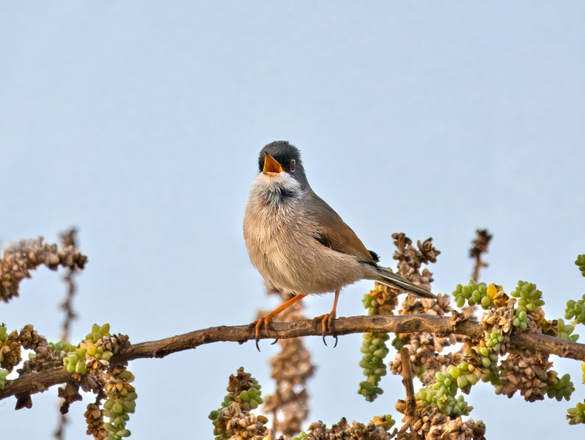 Spectacled Warbler - ML632253822