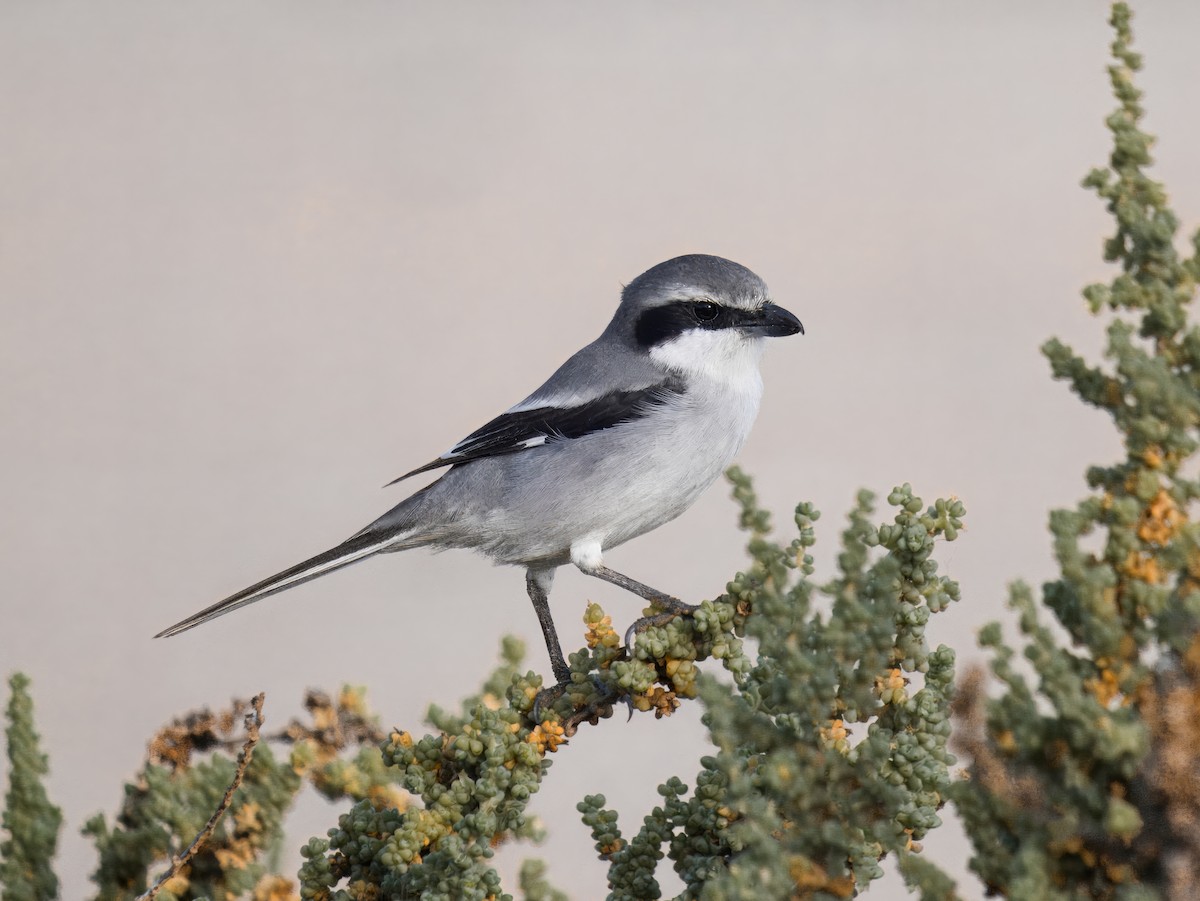 Great Gray Shrike - ML632253824