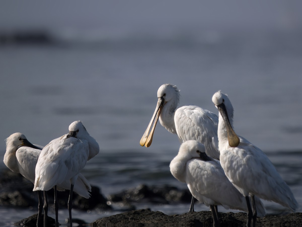 Eurasian Spoonbill - ML632253870