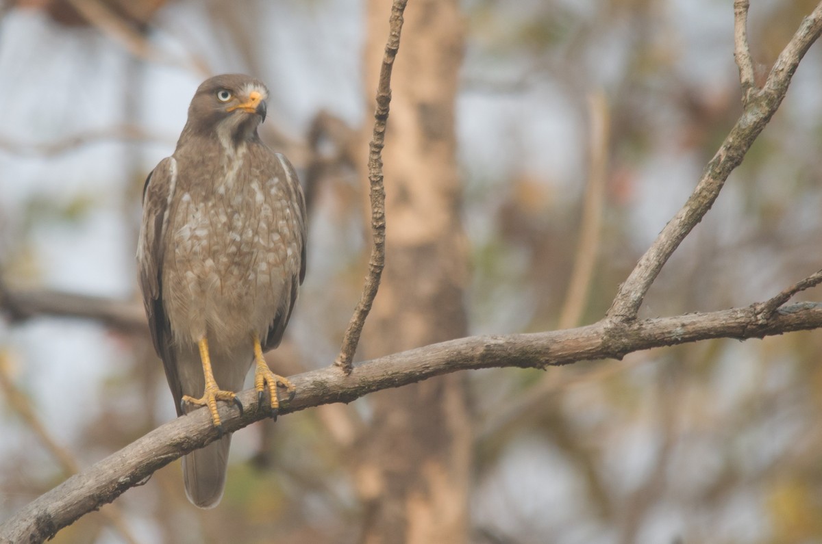 White-eyed Buzzard - ML632253875