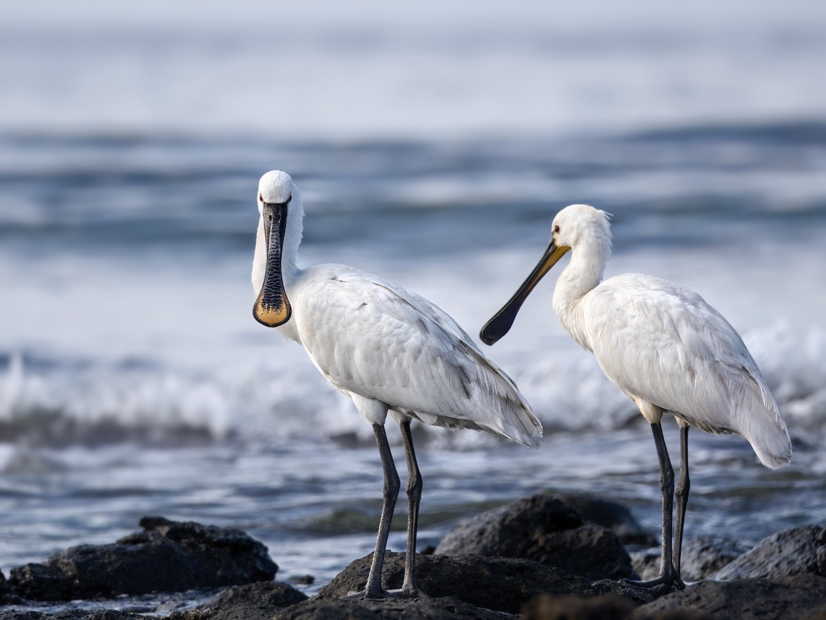 Eurasian Spoonbill - ML632253877