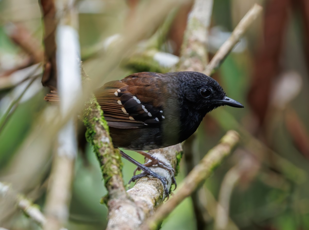 Zimmer's Antbird - ML632253885